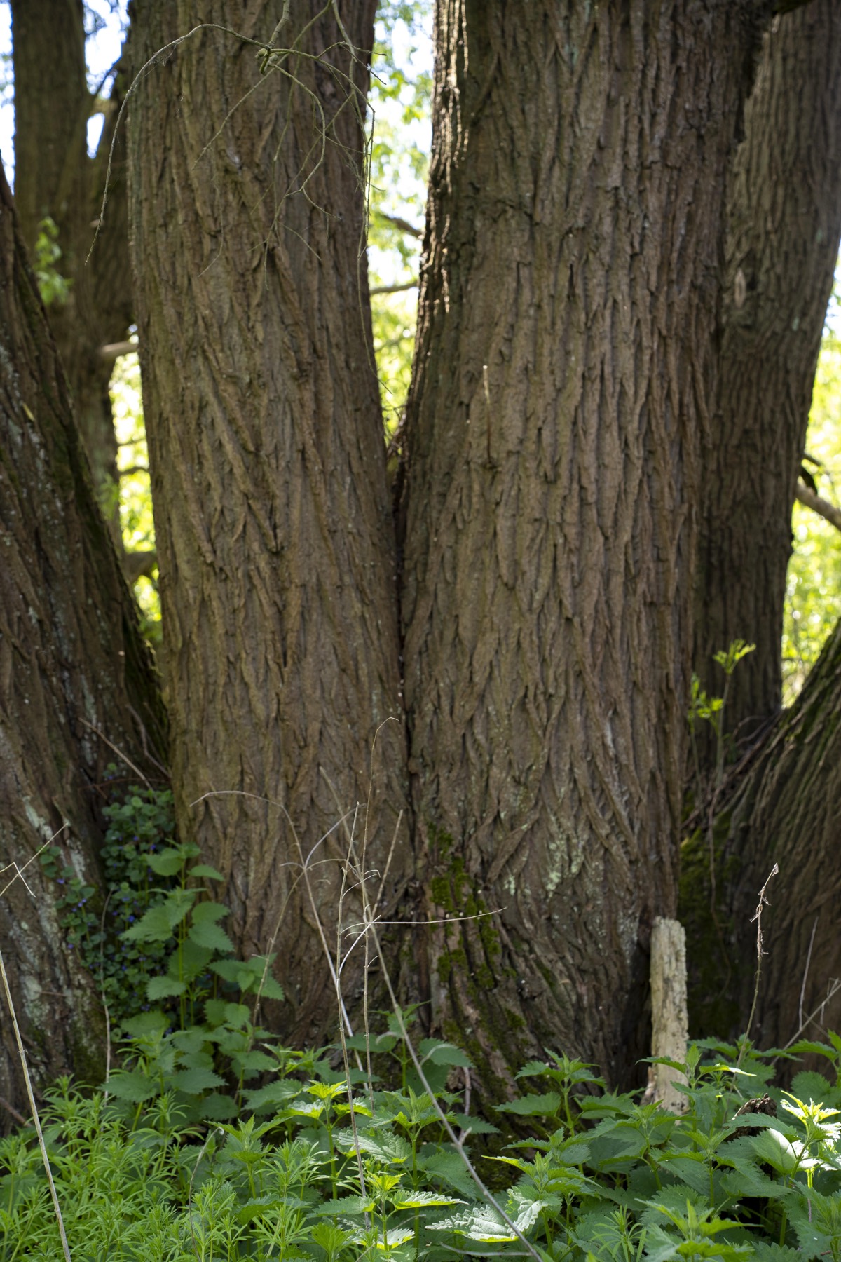 Twee bomen die naast elkaar zijn opgegroeid — symbool voor verbinding in een relatie